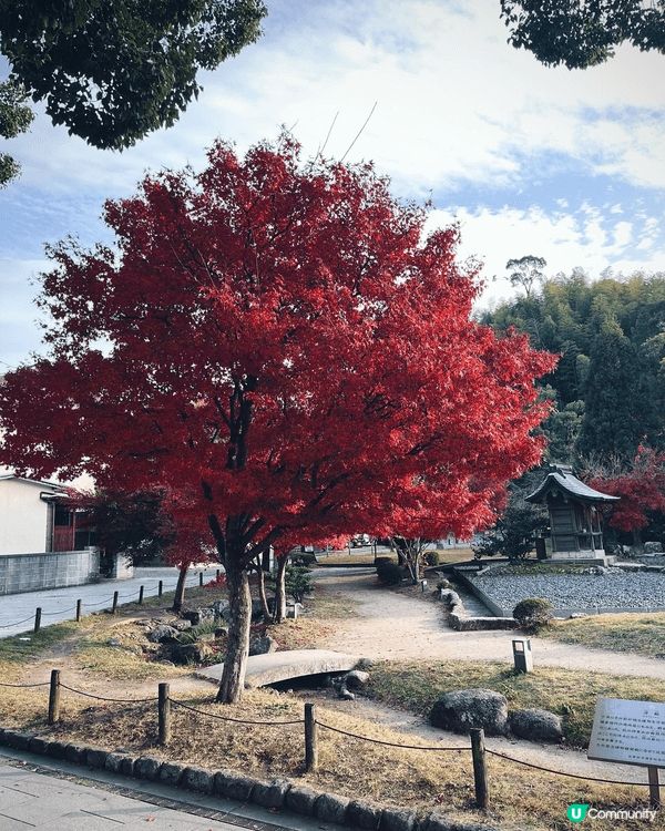福岡的紅葉季節通常從 11月中旬持續到12月上旬。太宰府神社...