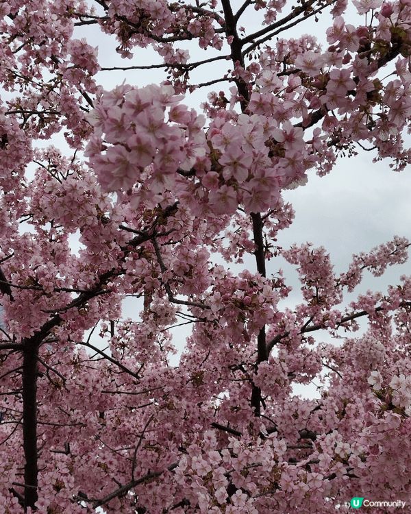 東京係一個旅遊好地方，有繁榮喧鬧街道，亦有幽靜小徑，可以感受...