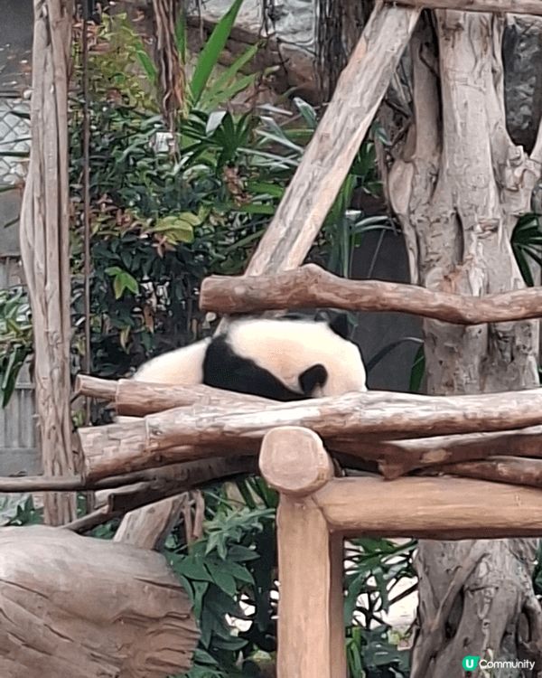 海洋公園係香港好去處, 周圍去睇不同的動物, 非常開心,什麼...