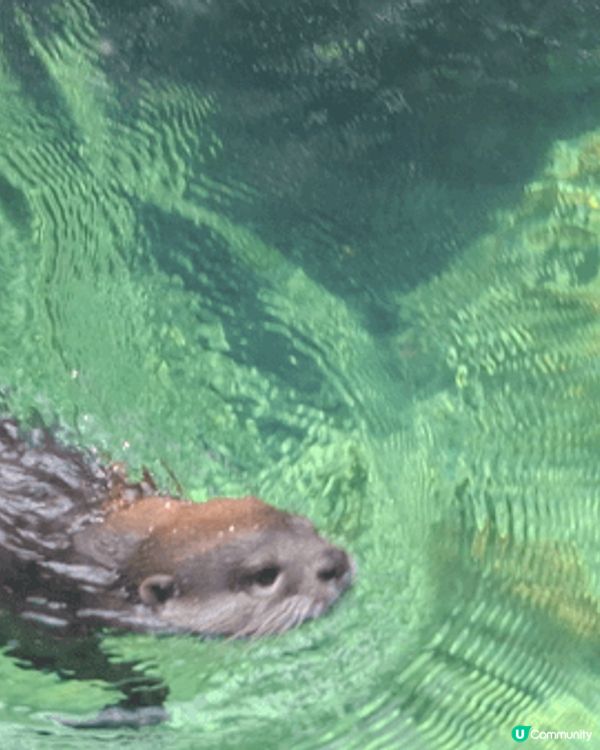 海洋公園係香港好去處, 周圍去睇不同的動物, 非常開心,什麼...