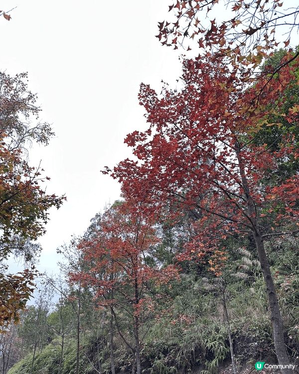 秋冬季元朗大堂紅葉，好適合一家人去行山，打卡。落山仲可以去元...