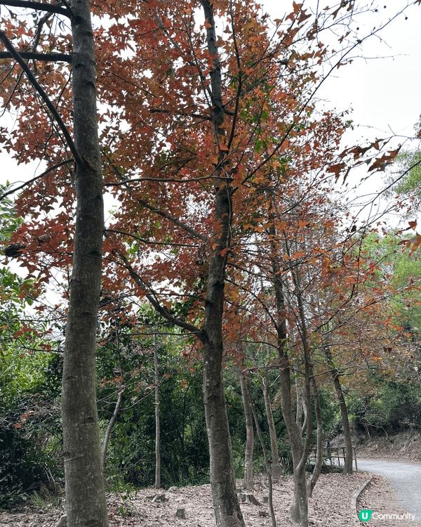 秋冬季元朗大堂紅葉，好適合一家人去行山，打卡。落山仲可以去元...