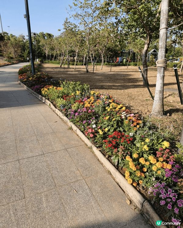 荔枝角公園美麗花圃，有各式各樣不同花朵，還有池塘金魚同龜