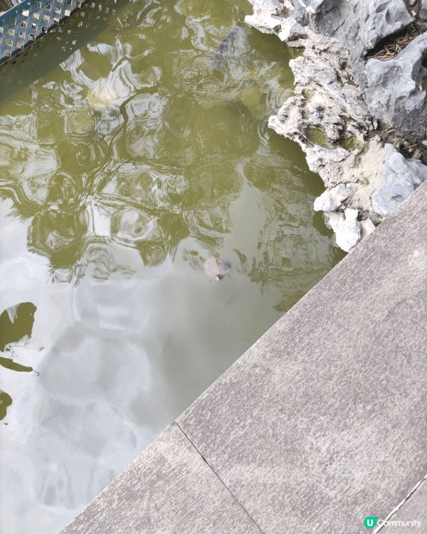 荔枝角公園美麗花圃，有各式各樣不同花朵，還有池塘金魚同龜