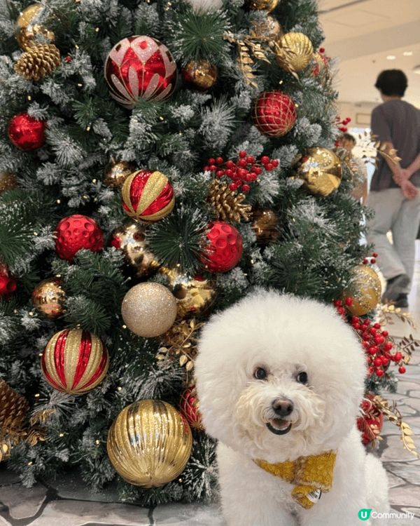 帶犬兒去商場聖誕佈置打卡，一齊影相感受節日氣氛，留下溫馨聖誕...