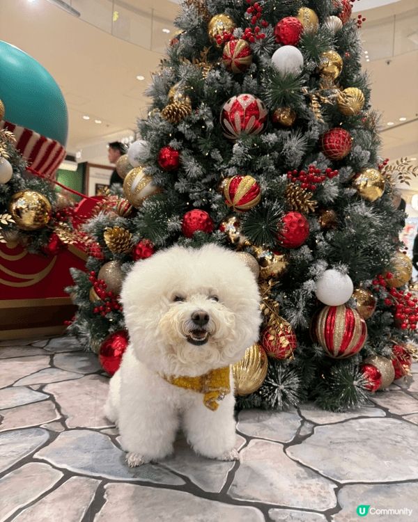 帶犬兒去商場聖誕佈置打卡，一齊影相感受節日氣氛，留下溫馨聖誕...