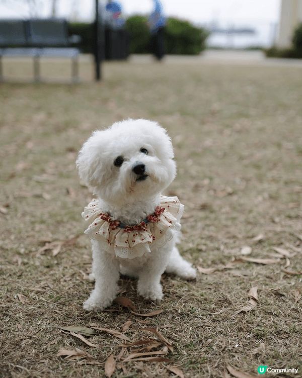 呢個係我狗狗同我爸爸去西九放電既相，狗狗同爸爸都好開心！