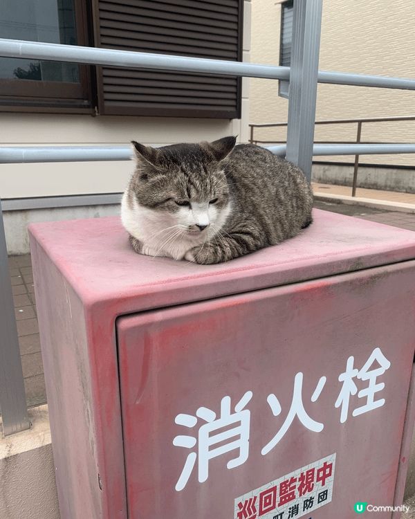 之前去日本有去到貓島