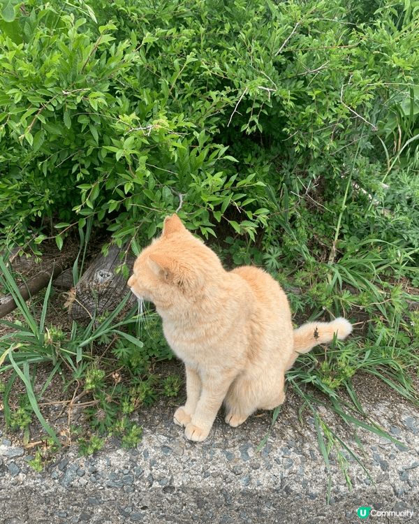 之前去日本有去到貓島