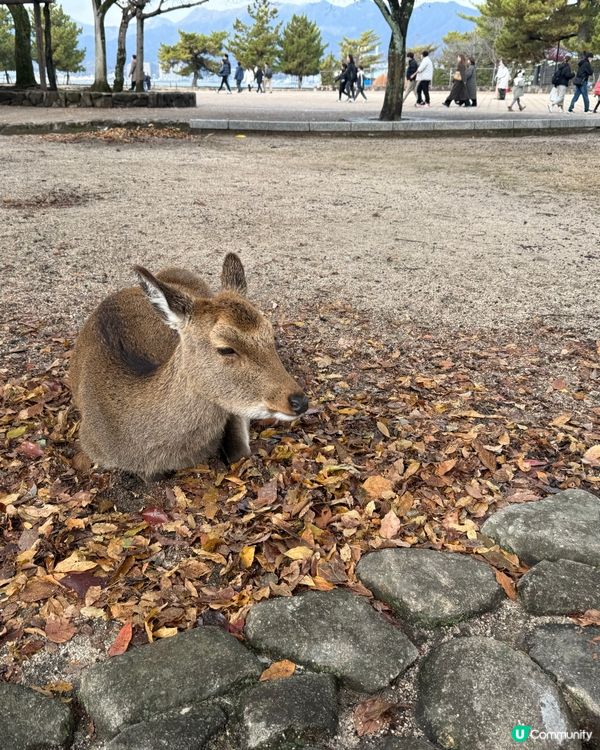 ❤️廣島旅行必去景點Top1: 宮島半天遊❤️