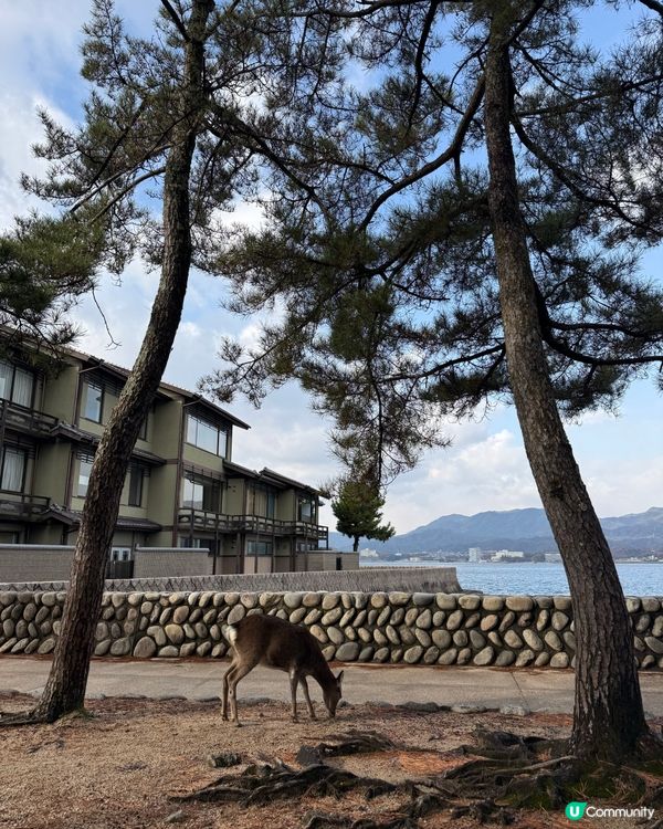 ❤️廣島旅行必去景點Top1: 宮島半天遊❤️