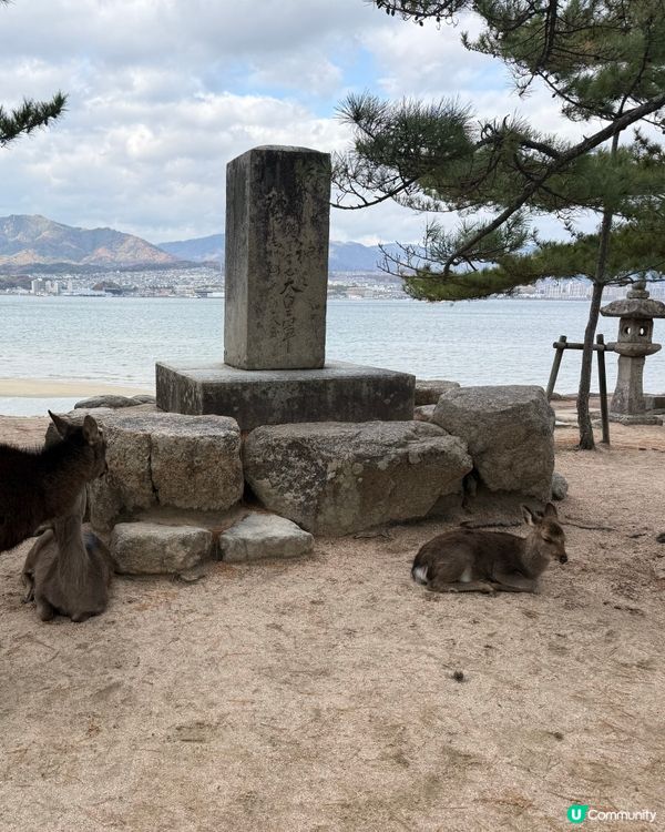 ❤️廣島旅行必去景點Top1: 宮島半天遊❤️