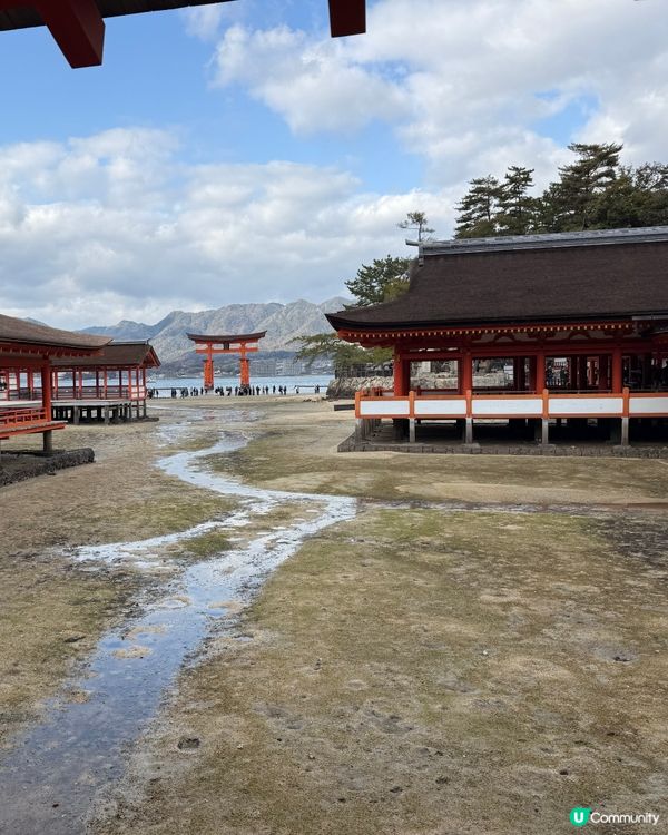 ❤️廣島旅行必去景點Top1: 宮島半天遊❤️