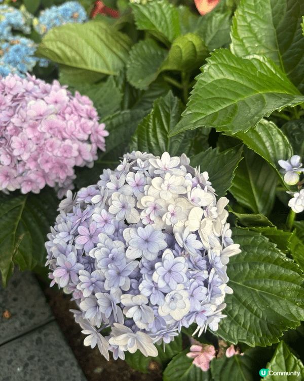無論係聖誕定平日都好推薦去赤柱同埋淺水灣嘅影灣園🤣🤣裝飾好靚...