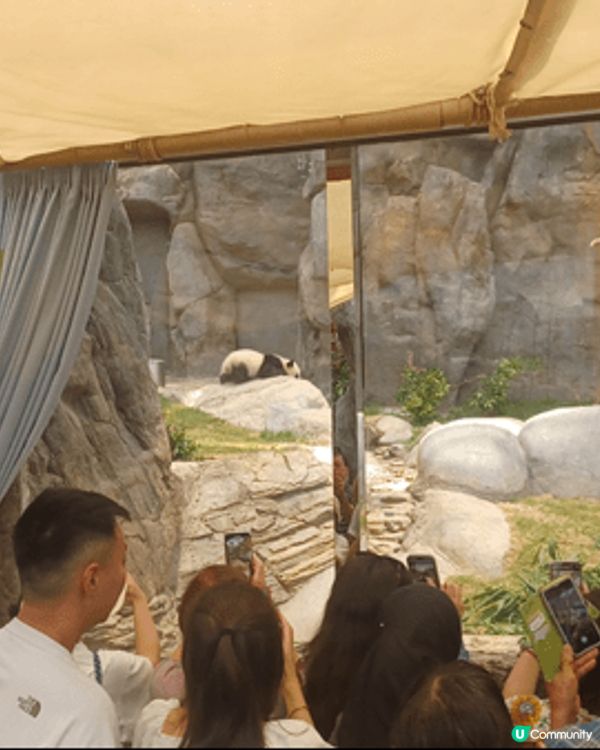 去海洋公園睇熊貓是我們一家最愛。熊貓兩姐娣真的很可愛，真是看...