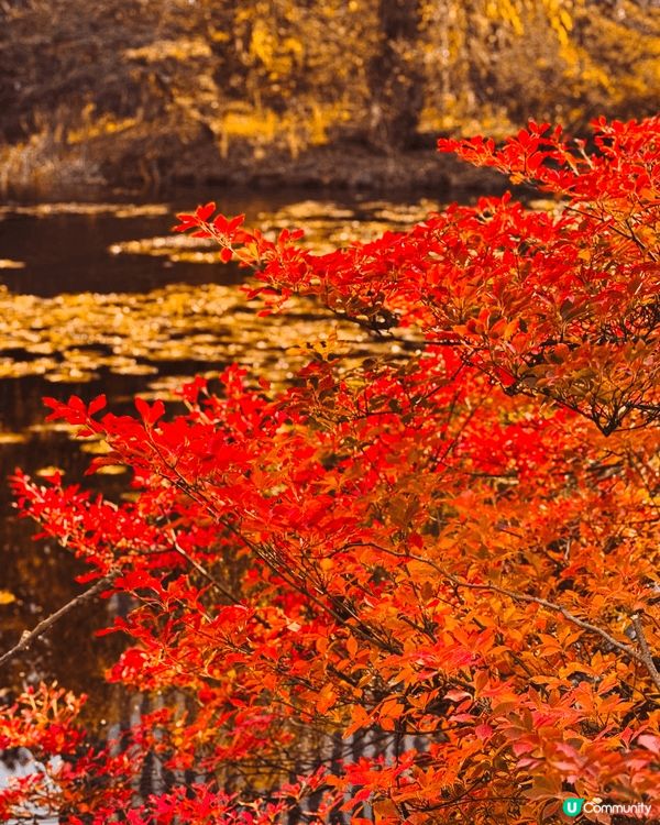 ✨北海道小樽運河係小樽嘅招牌景點，充滿浪漫同懷舊氣氛❤️！呢...