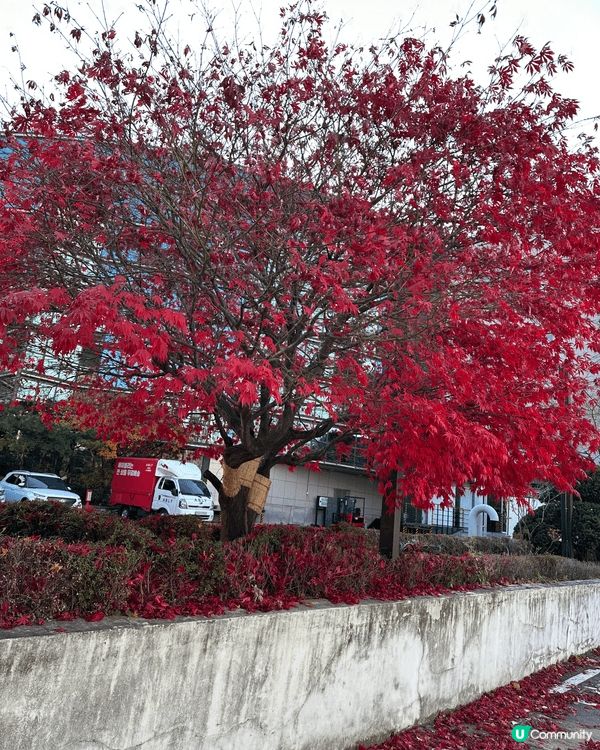 12月頭去首爾行街居然仲見到紅葉🍁，仲要好紅好靚，無理由放過...