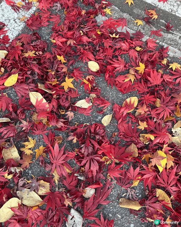 12月頭去首爾行街居然仲見到紅葉🍁，仲要好紅好靚，無理由放過...