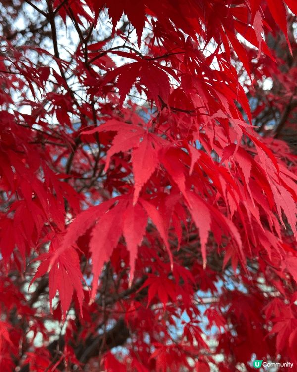 12月頭去首爾行街居然仲見到紅葉🍁，仲要好紅好靚，無理由放過...