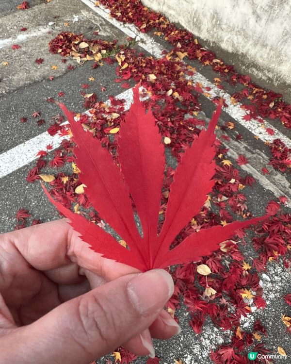 12月頭去首爾行街居然仲見到紅葉🍁，仲要好紅好靚，無理由放過...