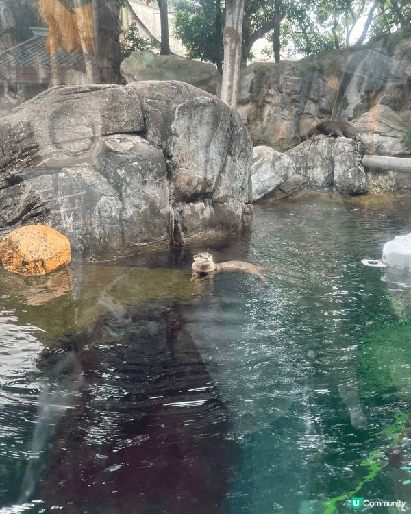 去海洋公園同熊貓🐼、樹懶🦥、陸龜🐢同水瀨🦦見面，成程都好療癒...