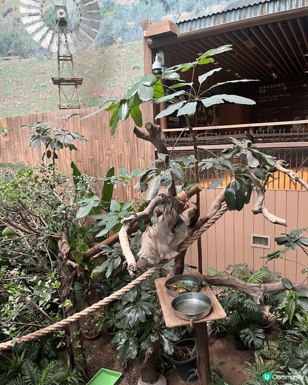 去海洋公園同熊貓🐼、樹懶🦥、陸龜🐢同水瀨🦦見面，成程都好療癒...