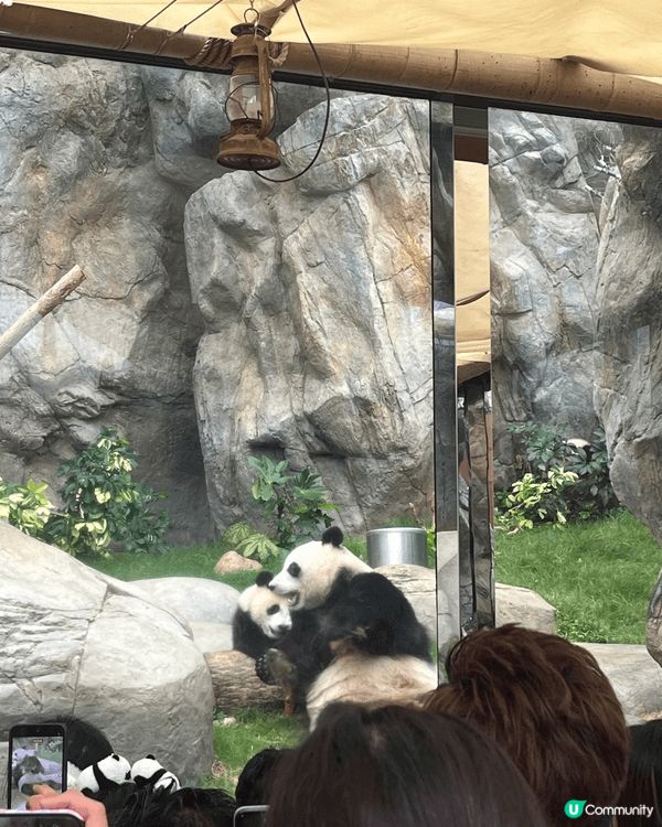 去海洋公園同熊貓🐼、樹懶🦥、陸龜🐢同水瀨🦦見面，成程都好療癒...