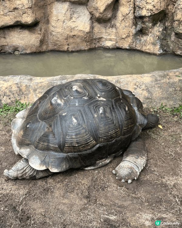 去海洋公園同熊貓🐼、樹懶🦥、陸龜🐢同水瀨🦦見面，成程都好療癒...