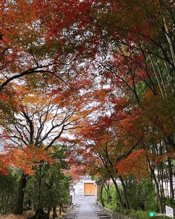 日本奈良確實是非常之值得去嘅地方，因為當年嘅紅葉及小鹿令人有...