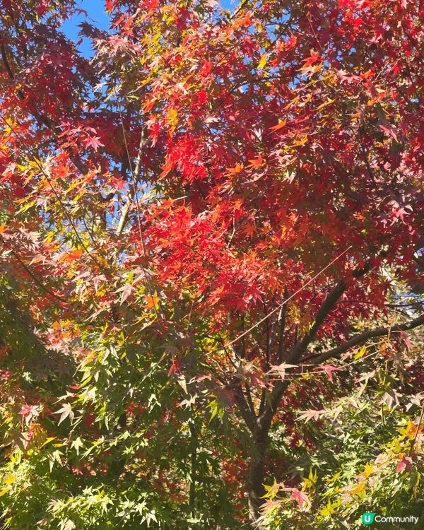 內地都有紅葉