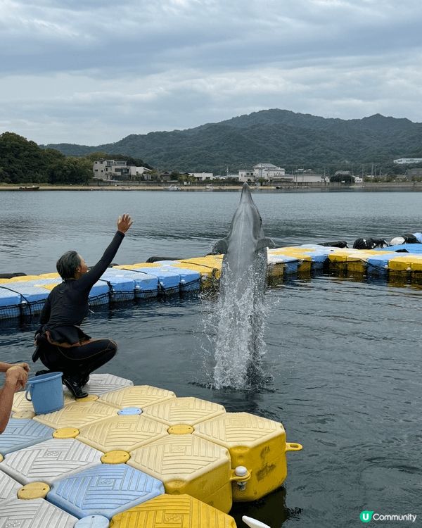 日本高松親親小海豚的體驗非常適合一家大細，因為現在香港海洋公...