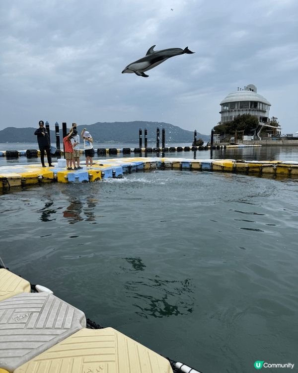 日本高松親親小海豚的體驗非常適合一家大細，因為現在香港海洋公...