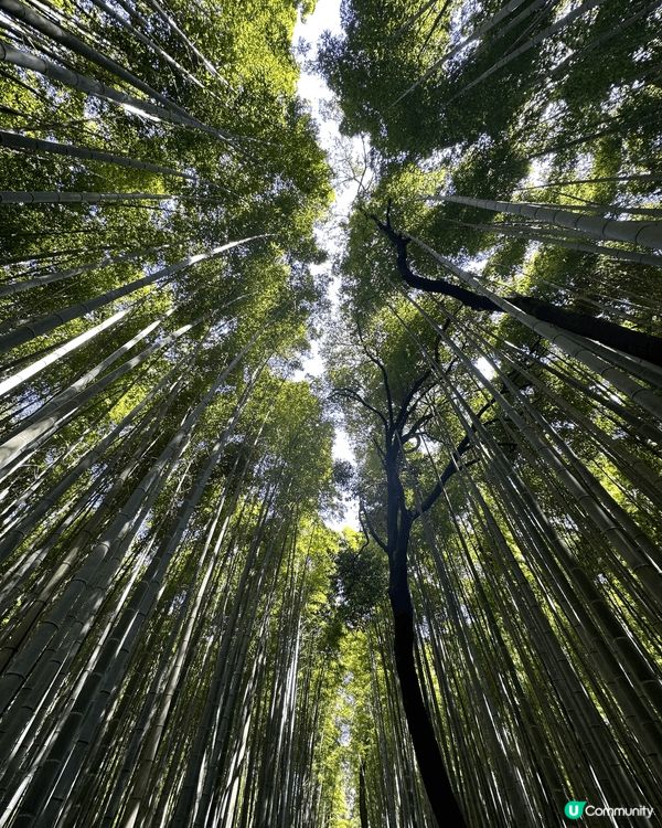 日本京都嵐山竹林之道以高聳竹林吸引遊客到訪，慢慢步行整條小徑...