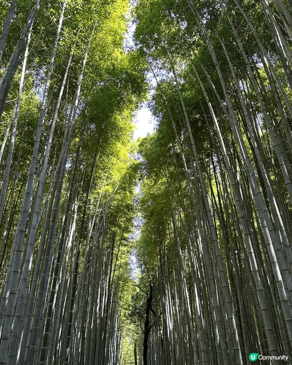 日本京都嵐山竹林之道以高聳竹林吸引遊客到訪，慢慢步行整條小徑...