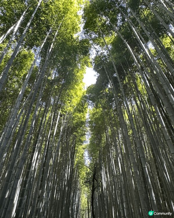 日本京都嵐山竹林之道以高聳竹林吸引遊客到訪，慢慢步行整條小徑...