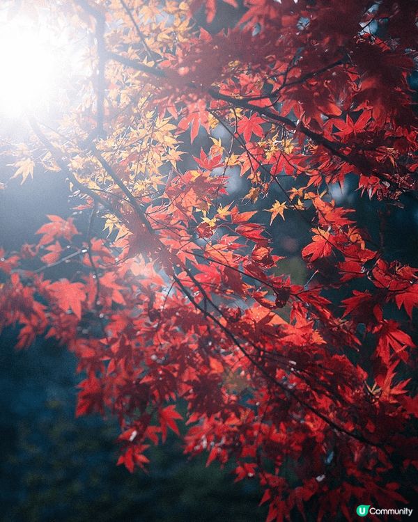 這一趟，是從城市邊緣走進秋天的深處