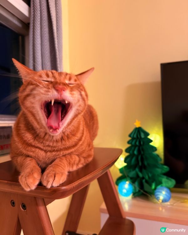 貓咪祝各位聖誕快樂🎅🏻