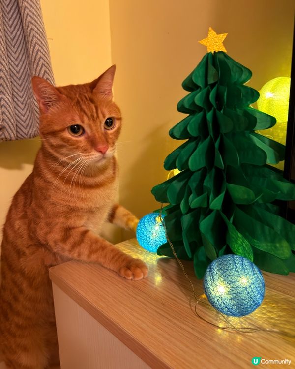 貓咪祝各位聖誕快樂🎅🏻
