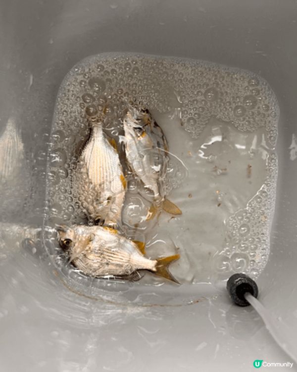 北角東岸板道，釣魚散步好去處！沿途有廁所/飲水機/自助售賣機...