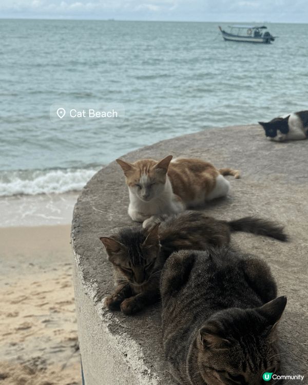 好推薦黎檳城cat beach探下貓貓🥹