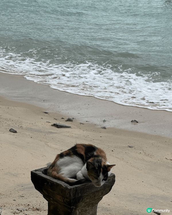 好推薦黎檳城cat beach探下貓貓🥹