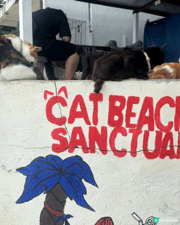 好推薦黎檳城cat beach探下貓貓🥹