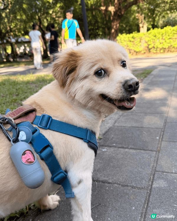 台北大安森林公園，是台北市中心最大型的公園，非常值得遊玩打卡...