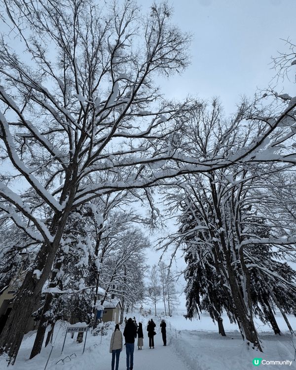 冬天必去北海道💕!! 長期下雪，冬天到訪超級有feel。又浪...