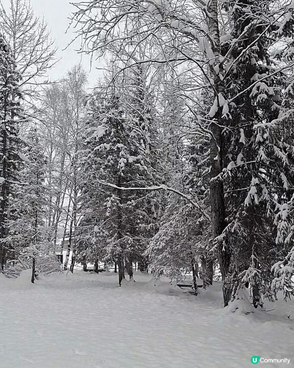 新疆冬日遊，尤如北歐冰雪森林的地方～漫天飛花，嚴冬柔情～