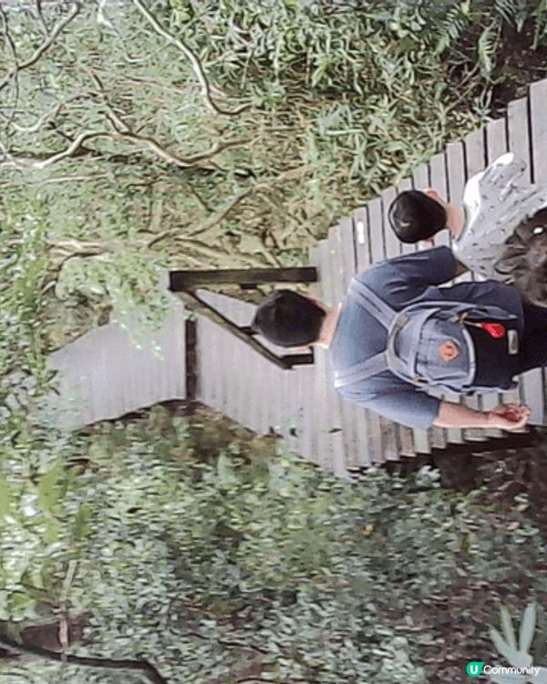 大嶼山纜車棧道全程大約3小時，沿途風景很美，還可以遠眺機場，...