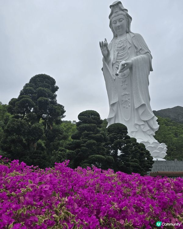 以上3個地點是西九文化區，很適合和毛孩一起去的地方，可以一齊...
