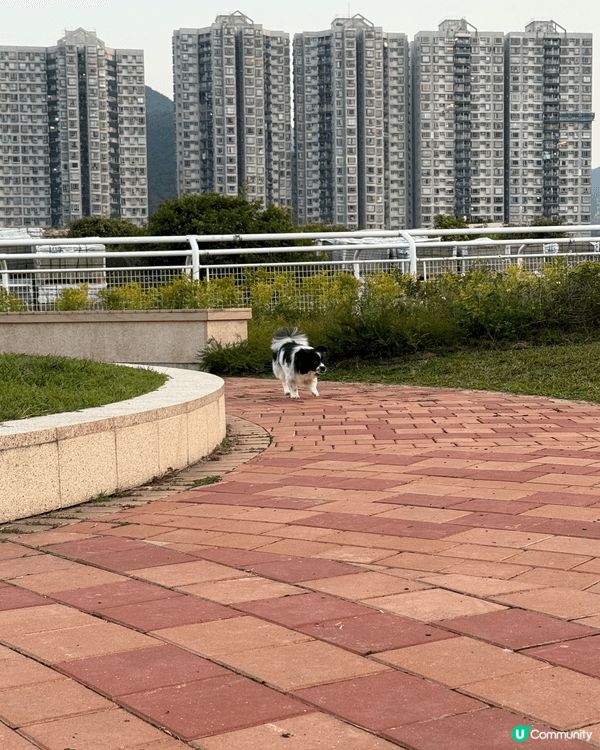 彭福公園 可以放鬆心情～坐下草地野餐 放狗 一家大細都啱黎！...