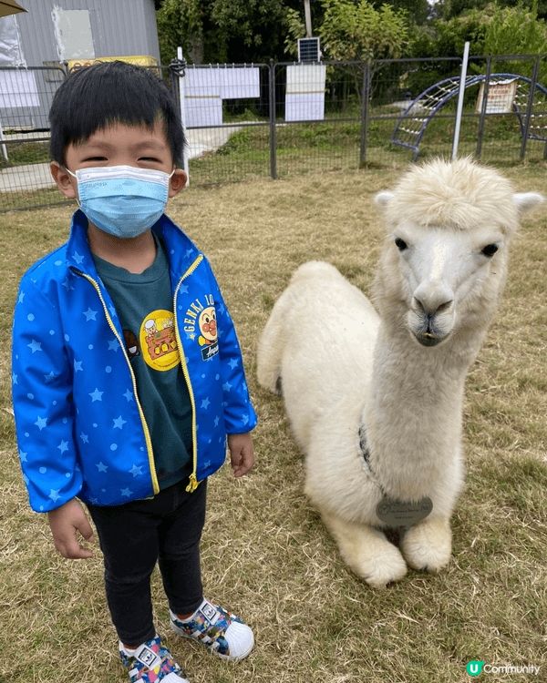 推薦元朗錦田菠蘿園，適合一家大小遊玩，可以餵羊駝及兔子，也有...