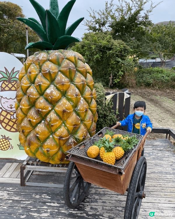推薦元朗錦田菠蘿園，適合一家大小遊玩，可以餵羊駝及兔子，也有...